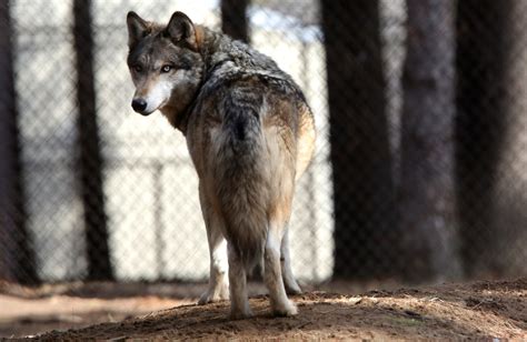 5 more wolves released in Colorado, bringing total to 10
